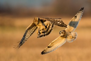 A short-eared owl (R) chases a Northern harrier (L) over the Samish Flats in Skagit County. Photo credit: Kenneth Kearney.