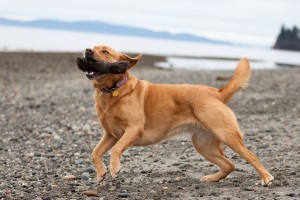 Labrador Sunny plays fetch on the beach in Birch Bay with his owner, Photographer Kenneth Kearney. Photo credit: Kenneth Kearney.