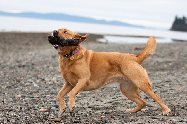 OptOutside Sunny Dog Birch Bay