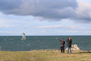Bellingham birding