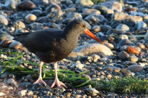 Black Oyster Catcher