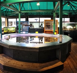 Once an outdoor fountain, the Observation Pool is the Marine Life Center’s largest aquarium.