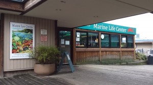 The Marine Life Center is open daily with free admission and features a variety of local marine life.