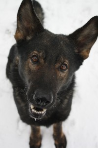 Whatcom County K9 Unit