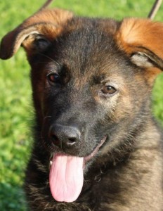 Elliot as a puppy in Germany, before he joined the Whatcom County Sheriff's Office K-9 Unit. Photo courtesy: Mike Taddonio.