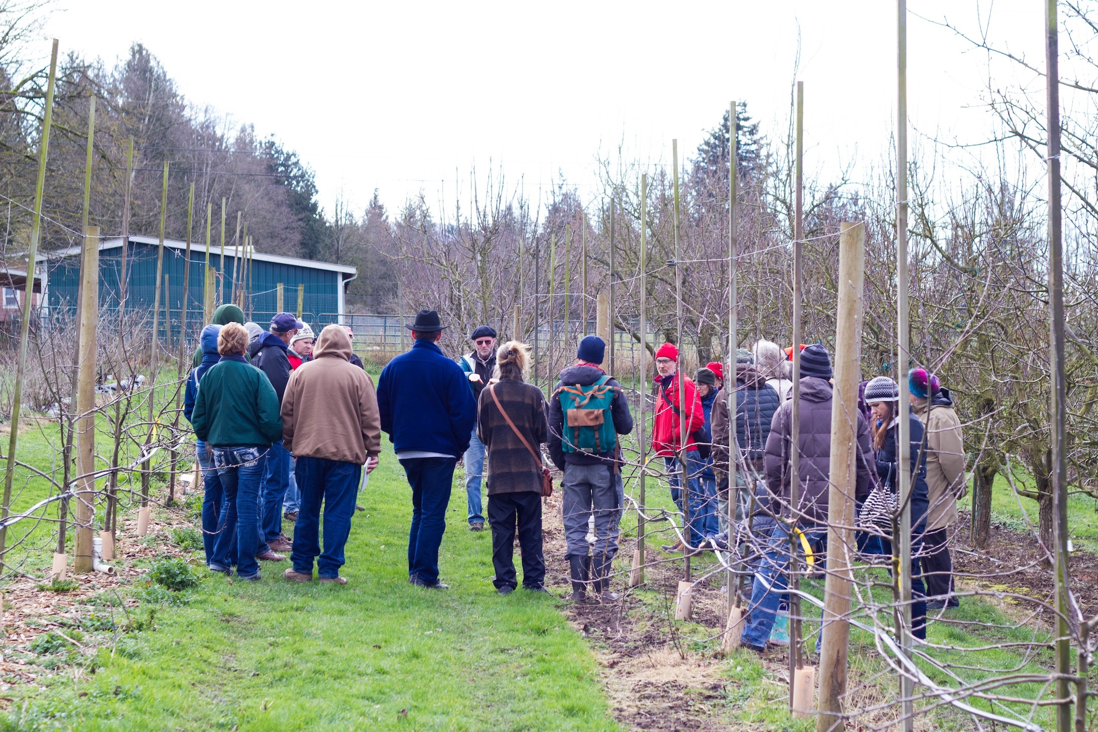 Honeycrisp Apple Tree  Cloud Mountain Farm Center & Nursery