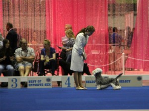 Amy Judge and Wesley compete in Best of Breed at the 2016 Westminster Kennel Club Dog Show. Photo credit: Raina Moss.