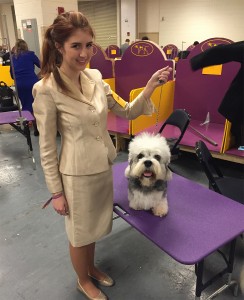 Amy Judge is the first junior level handler to win Best of Breed for a Dandie Dinmont Terrier. Photo credit: Janice Judge.