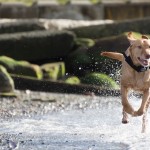 Rory Savatgy dog