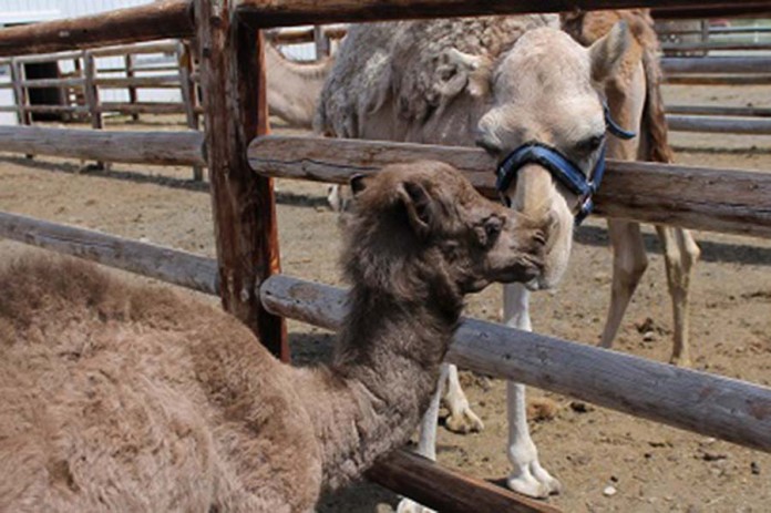 Camel Safari