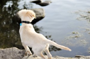 Little Toby loves easy lakeside hikes.