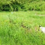 Green Burial grave