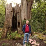 Glen Echo Garden Dick Cedar Stump