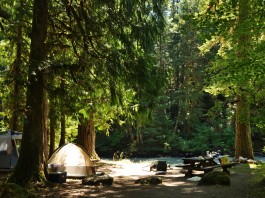 Douglas Fir Campground