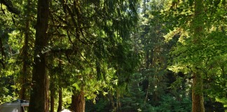 Douglas Fir Campground