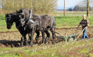 International Plowing Match @ Berthusen Park | Lynden | Washington | United States