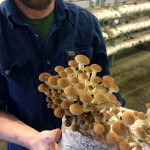 cascadia mushrooms 2