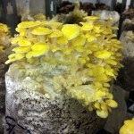 cascadia mushrooms 3