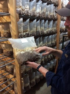 Cascadia Mushrooms