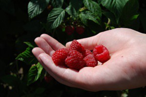 Refreshing raspberries in the hot summer. Photo credit: Bellingham Whatcom County Tourism.