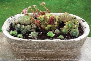 Pots with a Personal Touch: Hypertufa @ WCLS South Whatcom Library | Bellingham | Washington | United States