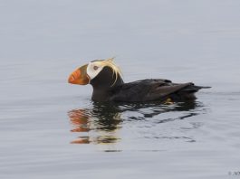 San Juans tufted puffins