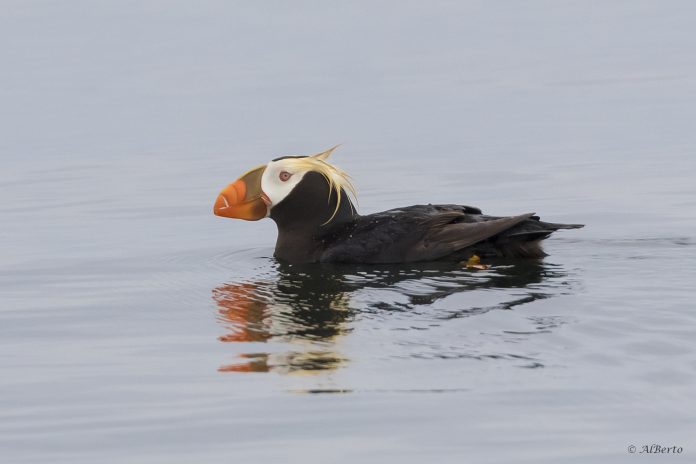 trufted puffin San Juans tufted puffins
