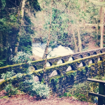 WhatcomTalk  Whatcom Falls Trail
