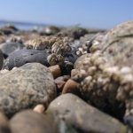 Birch Bay Beach rocks