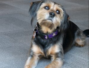 Village Green Pet Supply