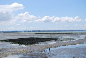 taylor shellfish