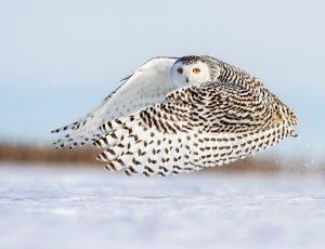 Wildlife Photography by Mike Caroff @ WCLS South Whatcom Library |  |  | 