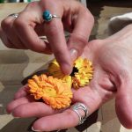 living earth herbs