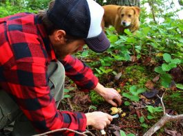 cascadia mushrooms