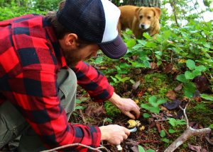 cascadia mushrooms