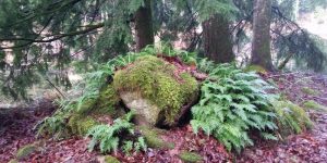 Cryptogams with Fred Rhoades @ Whatcom Land Trust | Bellingham | Washington | United States
