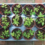 farm fund community food co-op