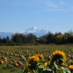 mount baker pumpkins bellewood acres farm