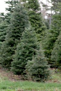 From small to large, Whatcom County Tree farms offer a grand selection of Christmas Trees. Photo credit: Theresa Golden.