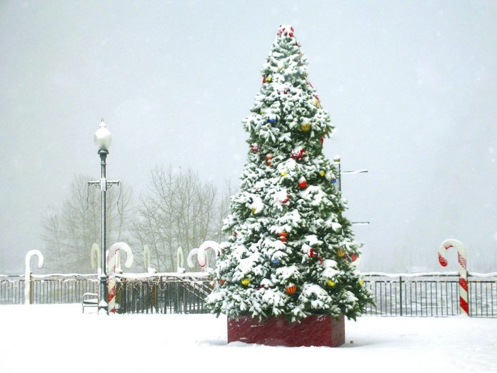 tree lighting bellingham