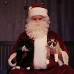 santa cats