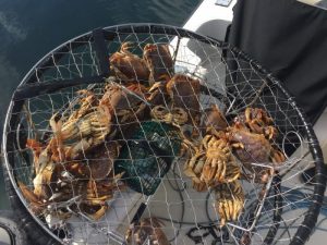 During the winter, crabbing is open seven days a week. Stay up to date on additional licenses and restrictions. Photo Credit: Danny Ascencio-Hall.