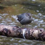 bird-branch-river-nature-scenic-scenery-water