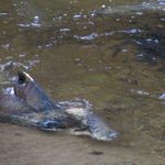 spawn-salmon-river-water-fish