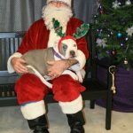 santa dog