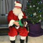 santa dog