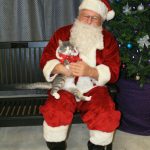 santa cat