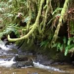 river-tree-nature-