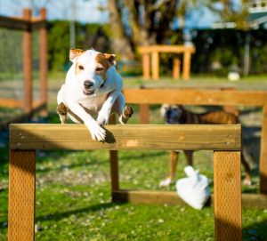 This enthusiastic canine blows off steam playing at Paws for a Beer. Photo credit: Rylan Schoen.