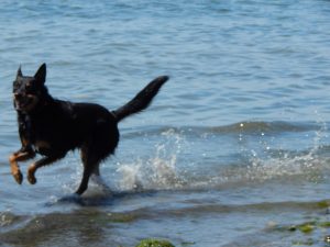 The pet food drive benefits the Whatcom Humane Society. Photo credit: Patricia Herlevi.